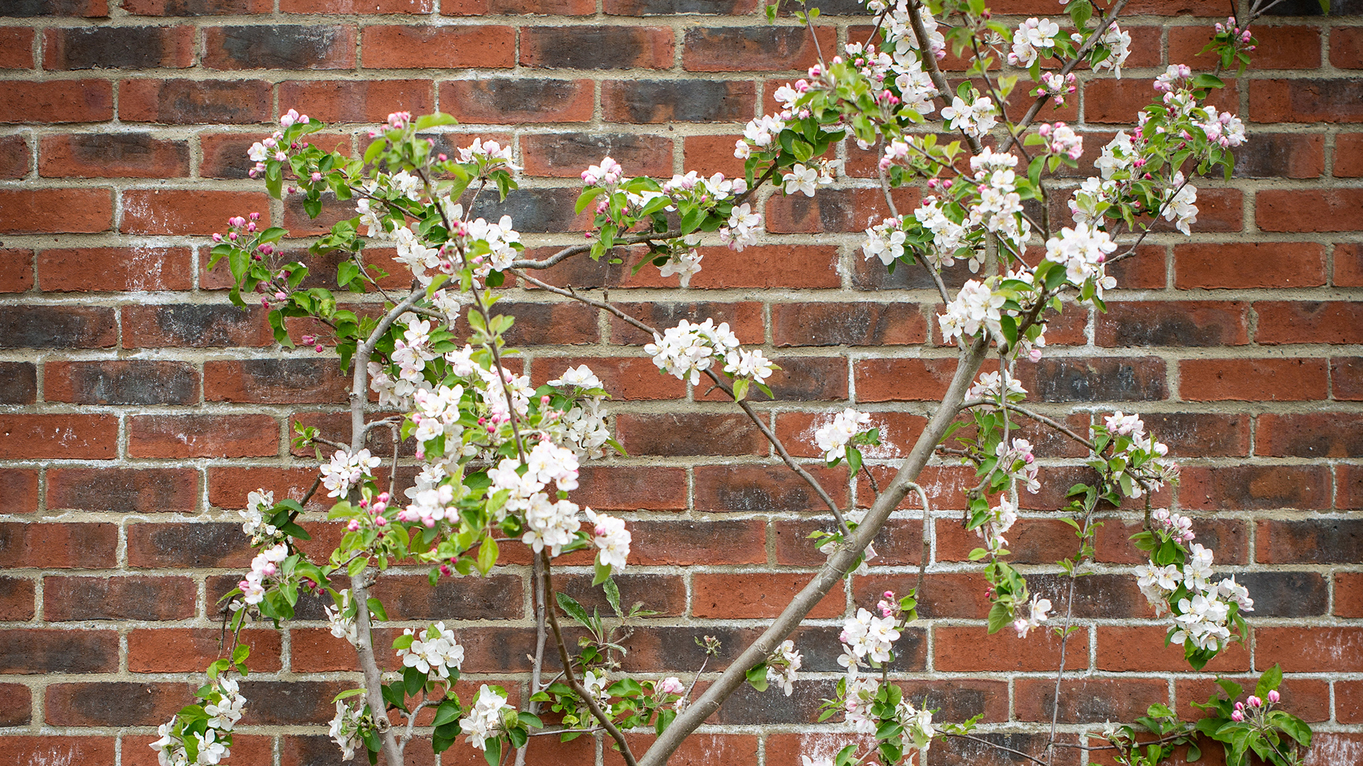 Rockliffe Hall Launches Walled Kitchen Garden